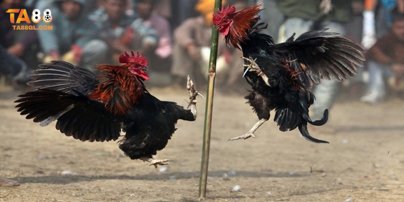 Ws168 Đá Gà - Cá Cược Đỉnh Cao, Nhận Quà Hấp Dẫn Cựa dao luôn đỉnh cao và cực kỳ lôi cuốn